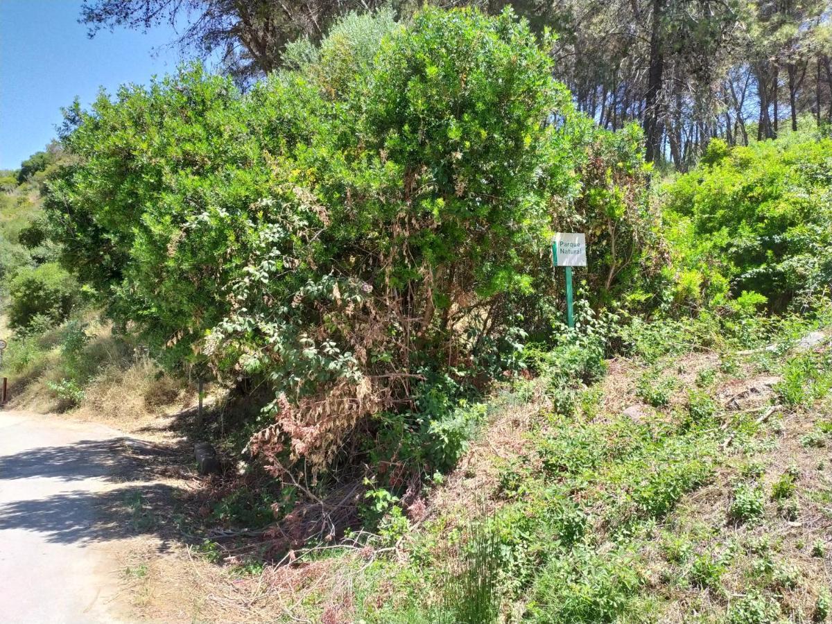 Vivienda Majaceite Διαμέρισμα El Bosque Εξωτερικό φωτογραφία